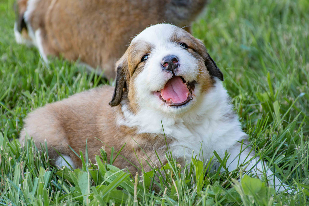 Great Bernese Puppies