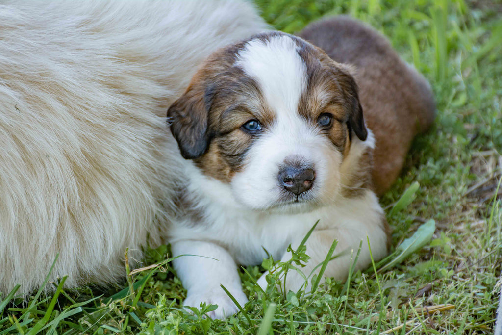 Great Bernese Puppies