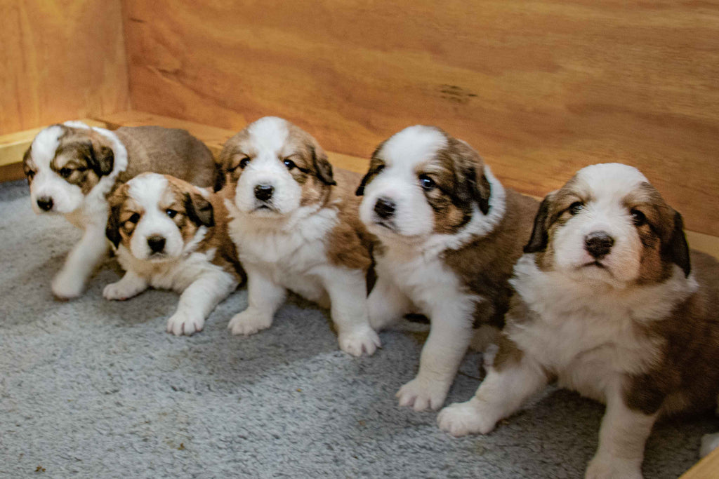 Great Bernese Puppies