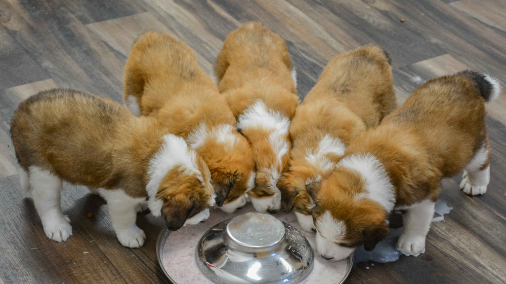 pyrenees bernese mix puppies