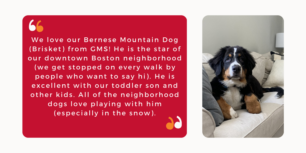 Testimonial for Bernese Mountain Dog puppy from GMS Dogs