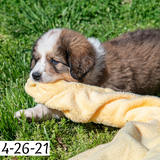 "Meredith" - Great Bernese Puppy (Female)