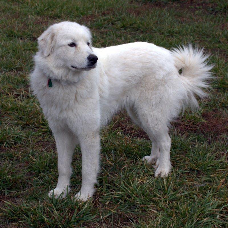 are male or female great pyrenees better