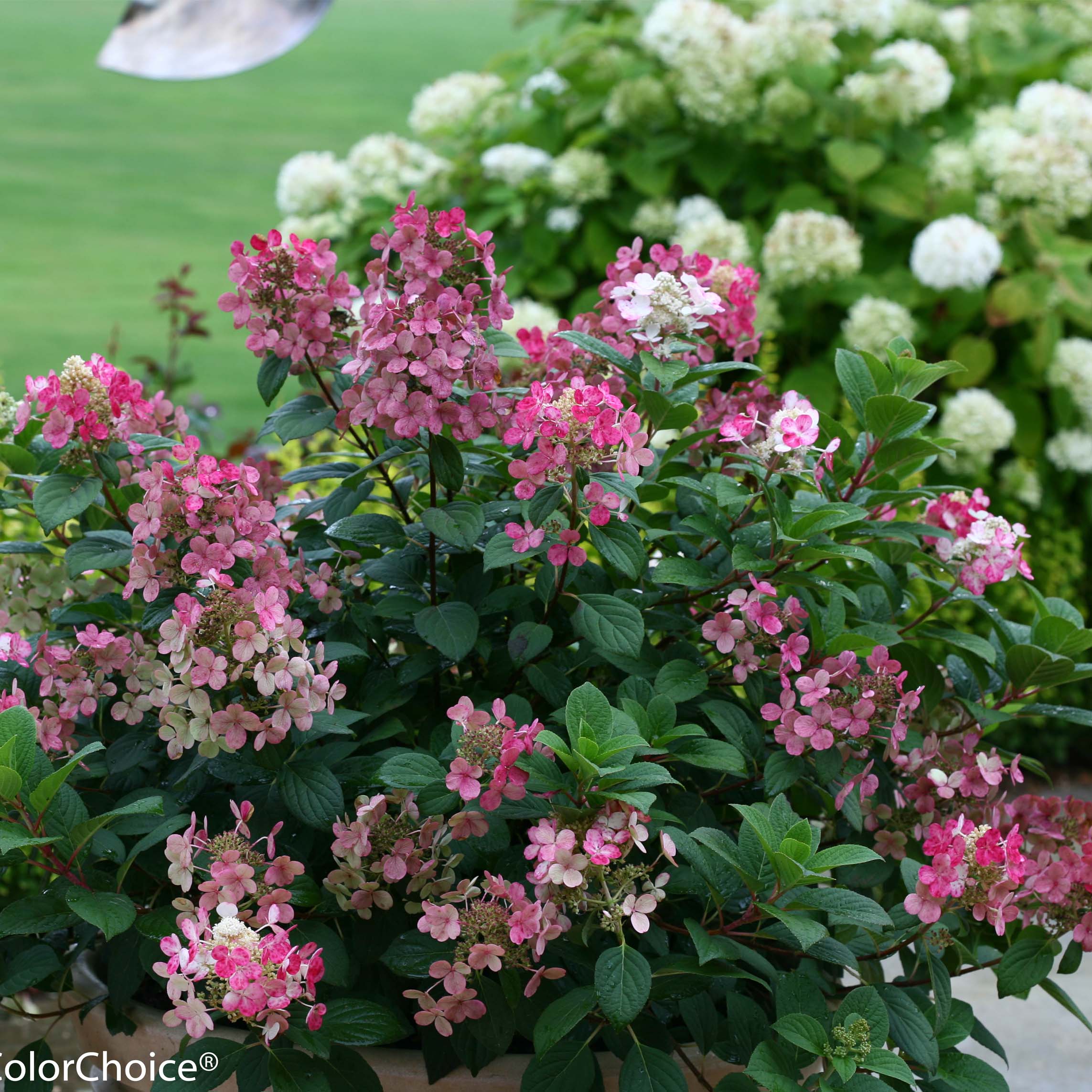 Гортензия метельчатая (Hydrangea paniculata little quick Fire)