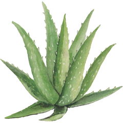 Botanical drawing of the aloe vera plant