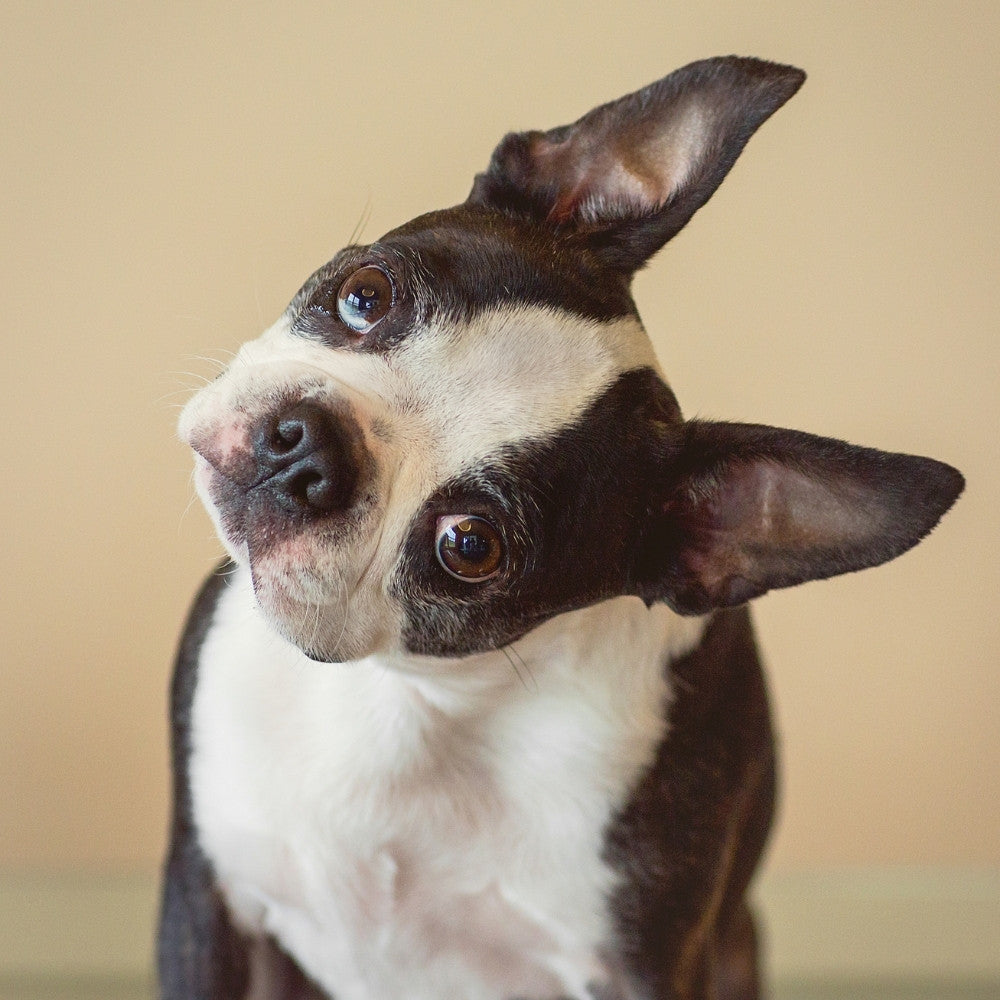 Boston Terrier tilting head to the right