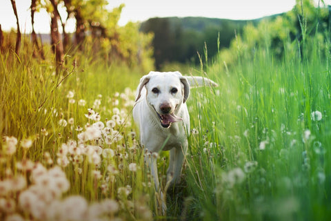 Dog running in field of grass and flowers