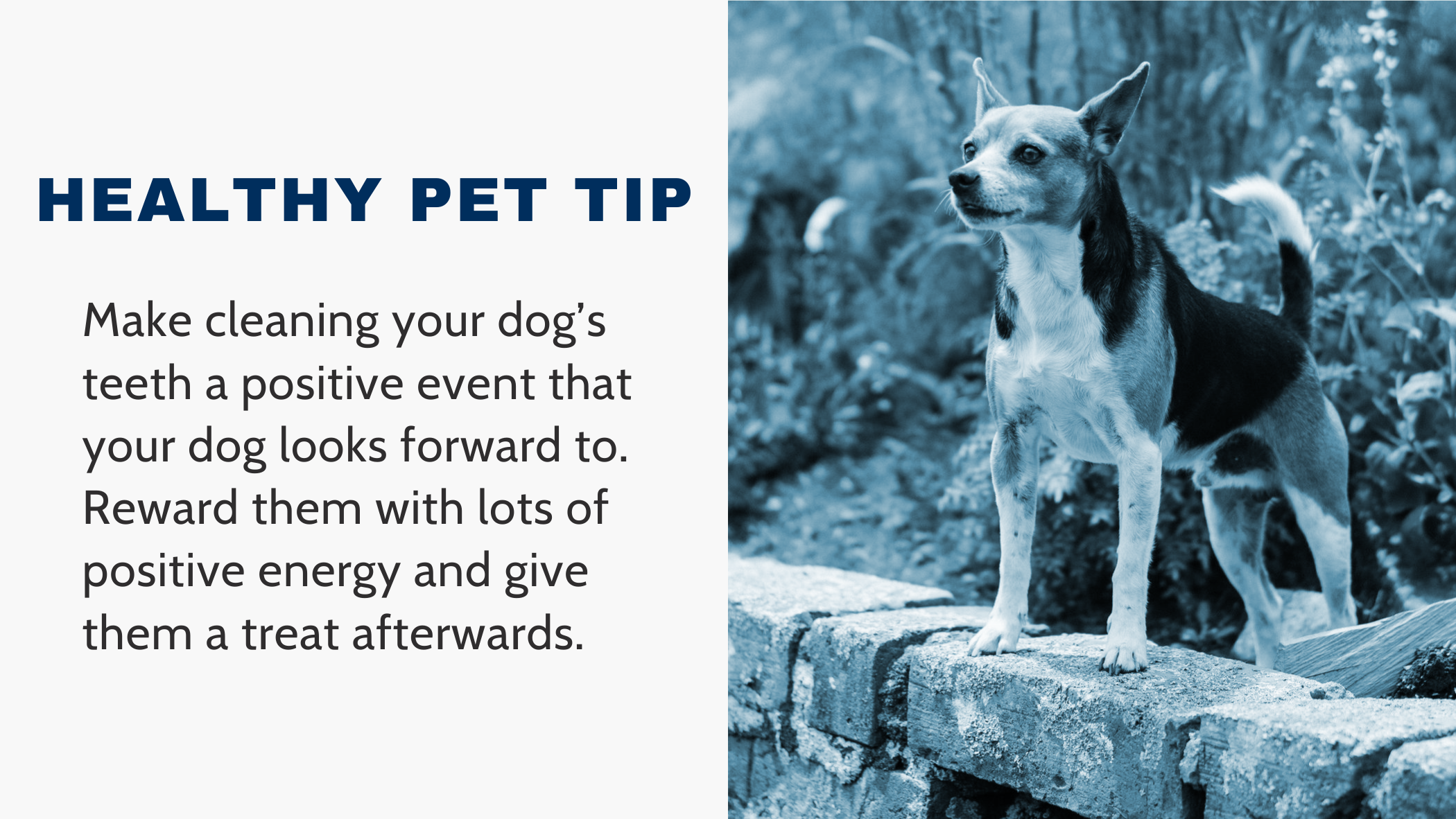 Healthy Pet Tip