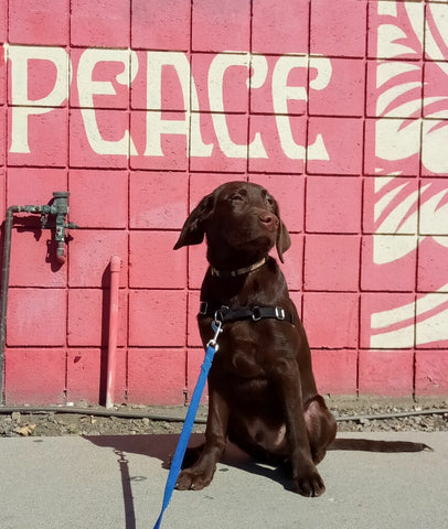 Chocolate Labrador Puppy sitting beneath a Peace mural