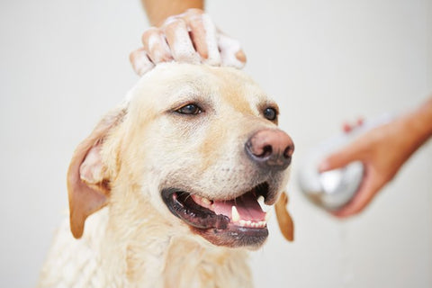 Dog getting a bath