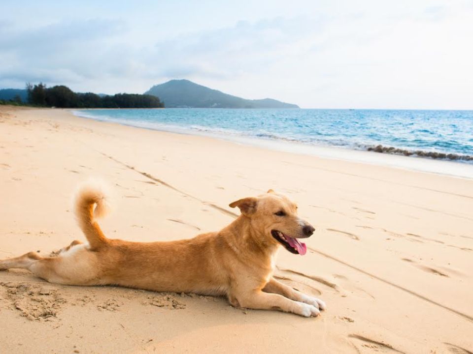 Dog lying down at the beach