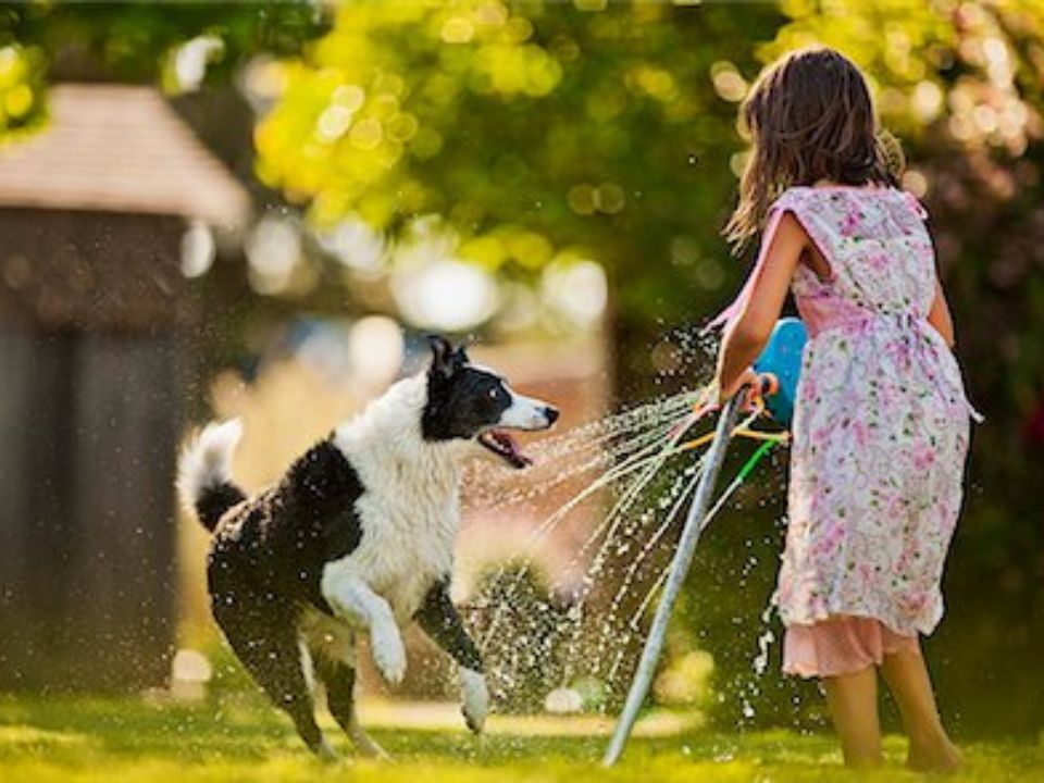 Girl and her dog playing with a sprinkler