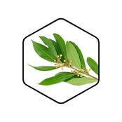 Laurel Leaf Organic Essential Oil