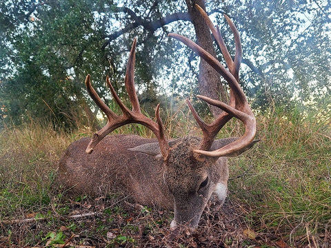 mature whitetail buck