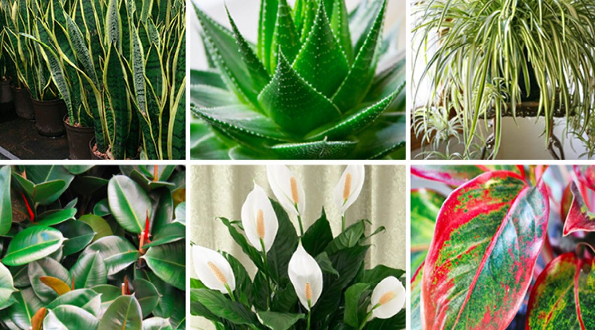 Les 10 plantes à oxygène qui l'air dans intérieur. – Steam Your Life