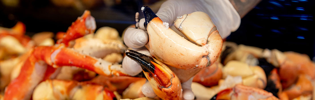 https://cdn.shopify.com/s/files/1/0287/0335/9028/files/Billys-what-are-stone-crabs.jpg?v=1630190875