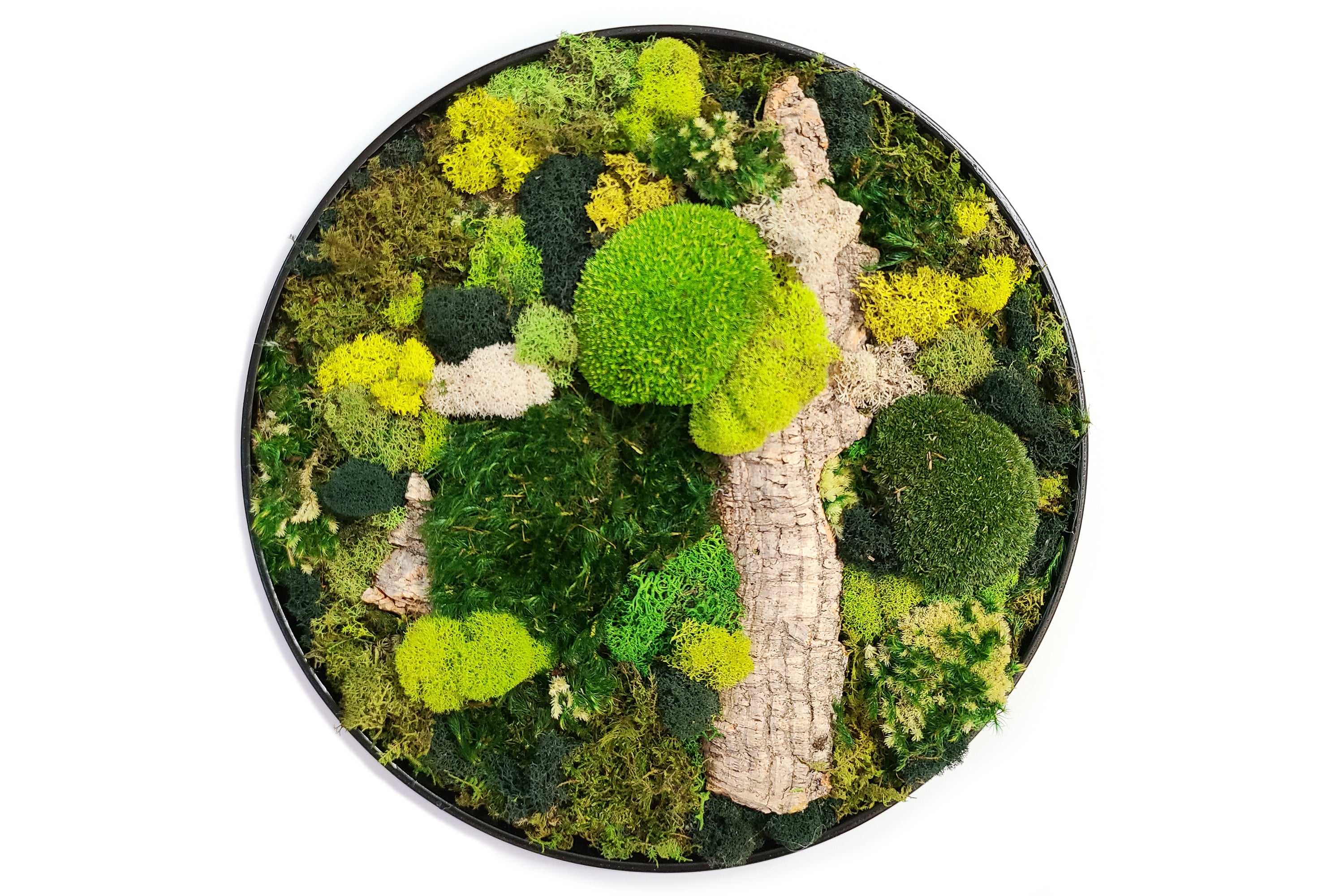 large round moss wall art 300 res - Daphne Lee.jpg__PID:3da18970-5e48-4e49-b9d7-42fbce52273b