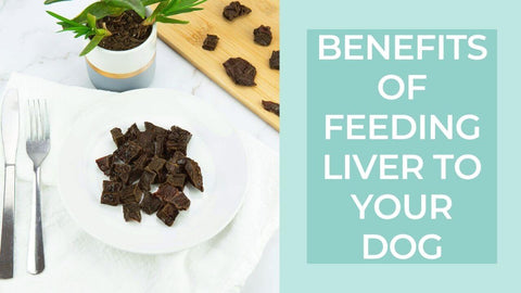 benefits of feeding liver to your dog - youtube video