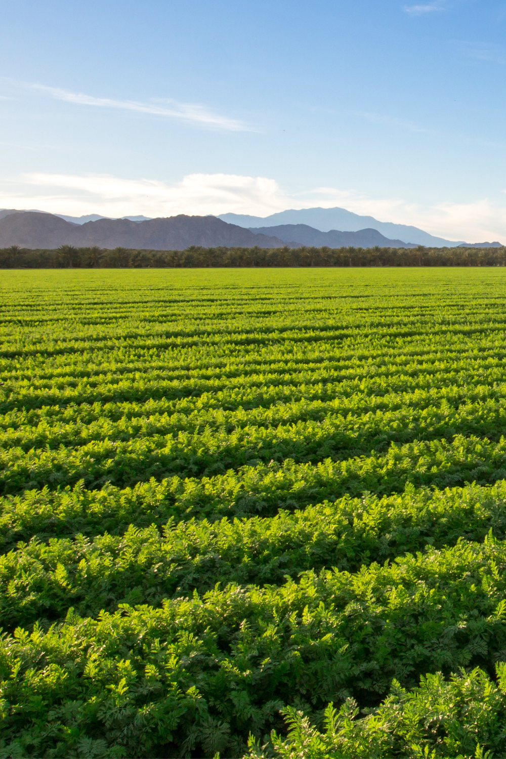 organic farm in california