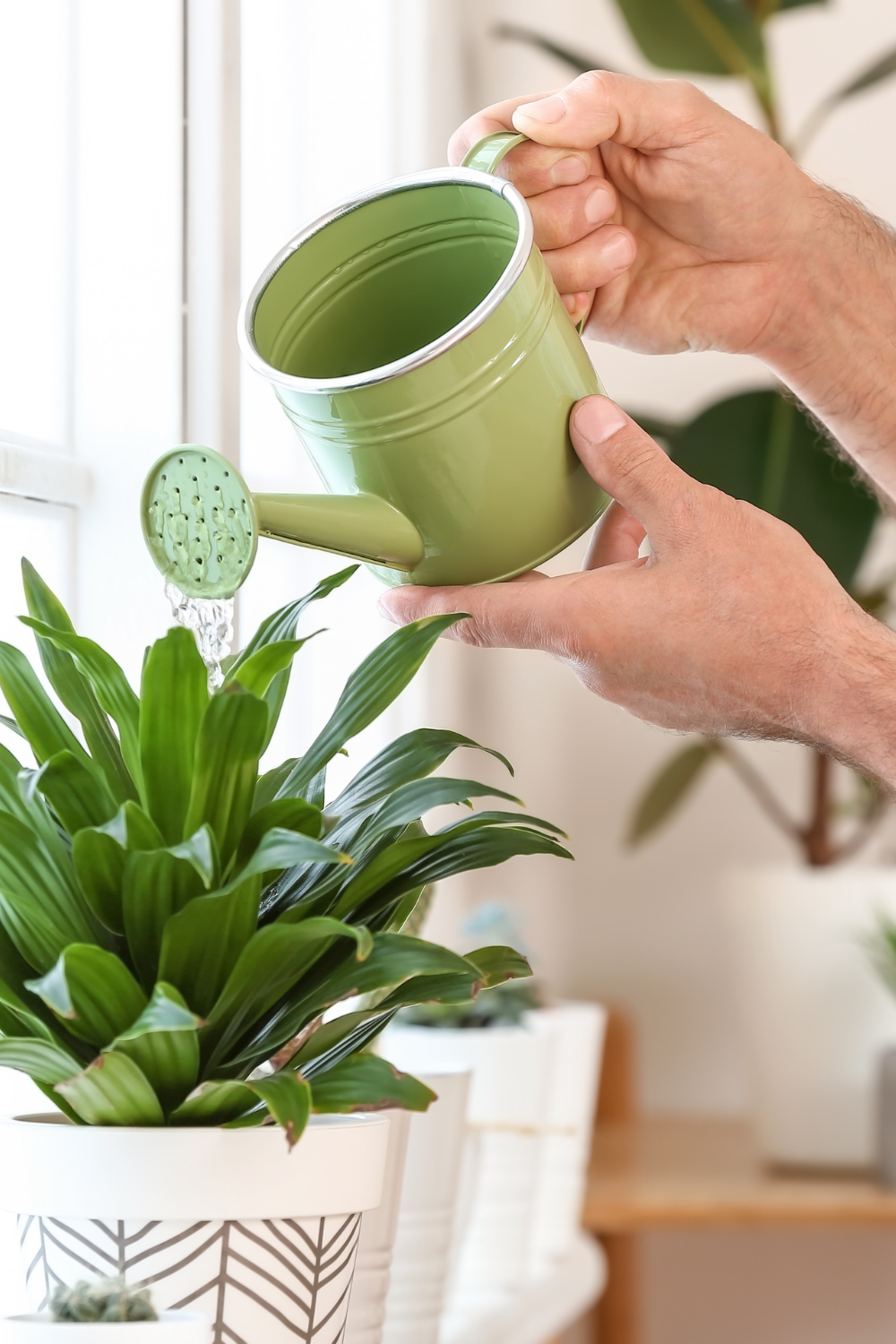 best water purifier for plants