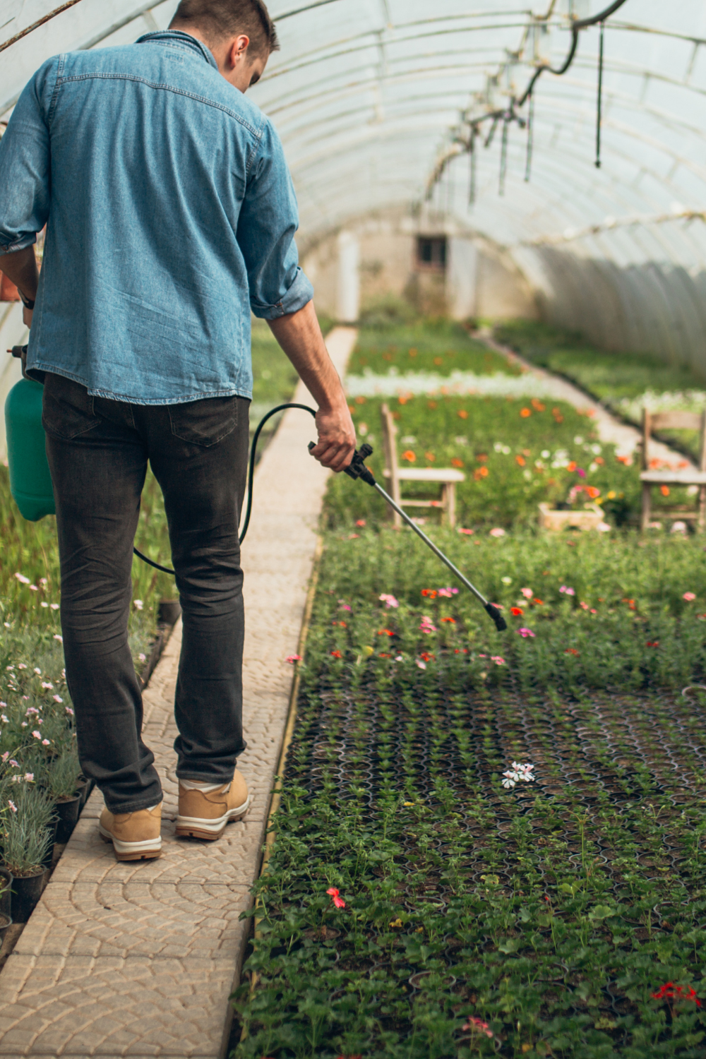 man water seedlings in greenhouse with purified water