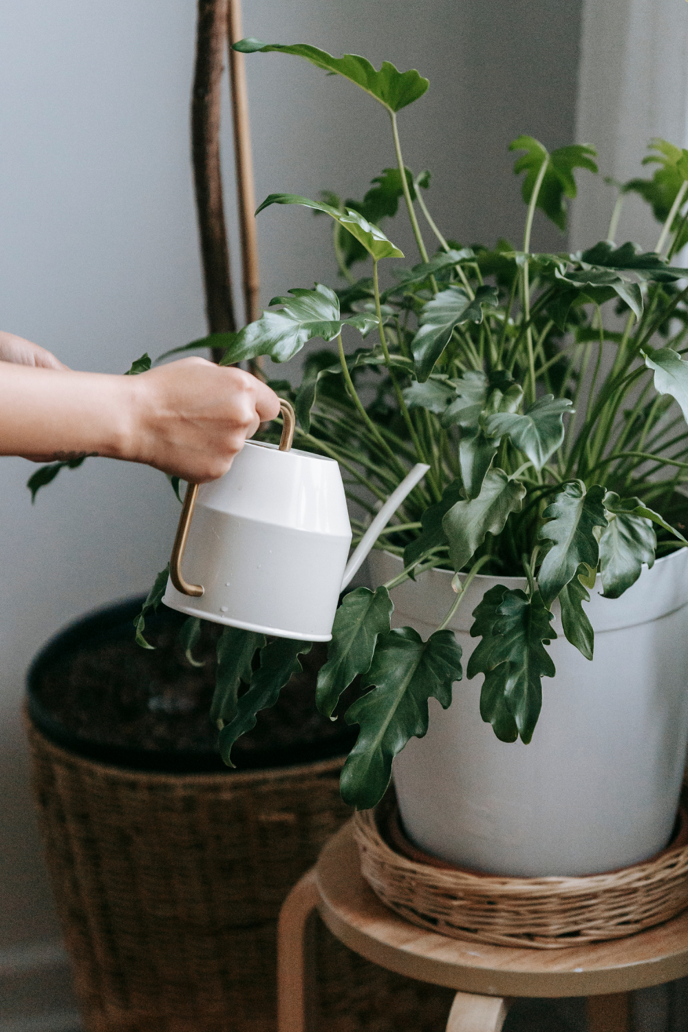 watering potted plant