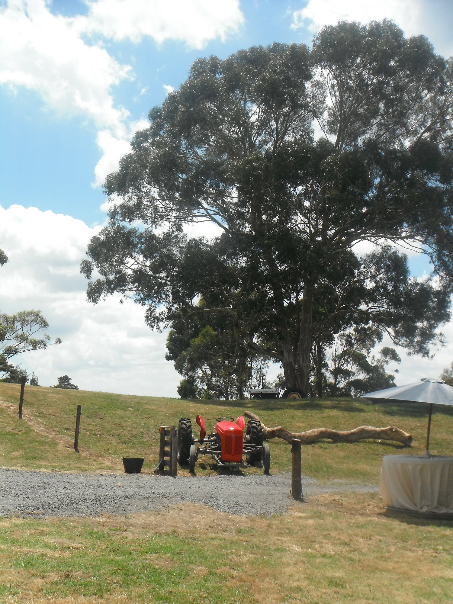 vintage red tractor on a farm with a tree in the background