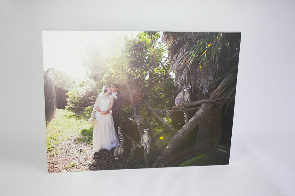 auckland zoo wedding photo on canvas