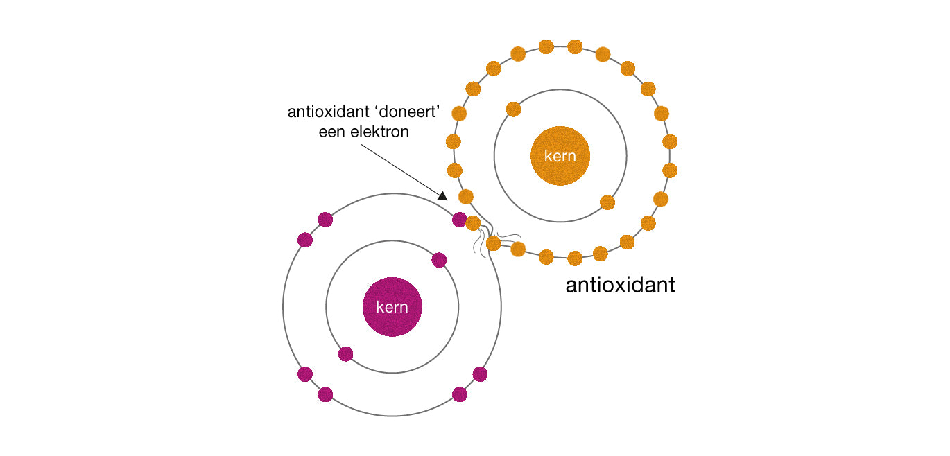 antioxidant doneert een elektron aan een vrije radicaal