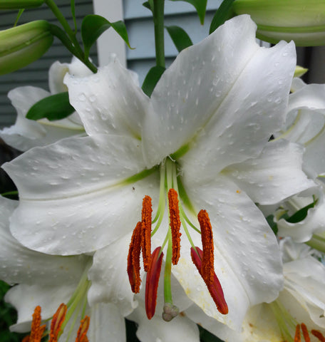 Flower Talk: Learn About White Oriental Lilies