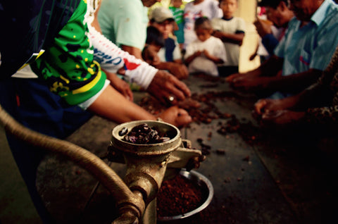 cacao production