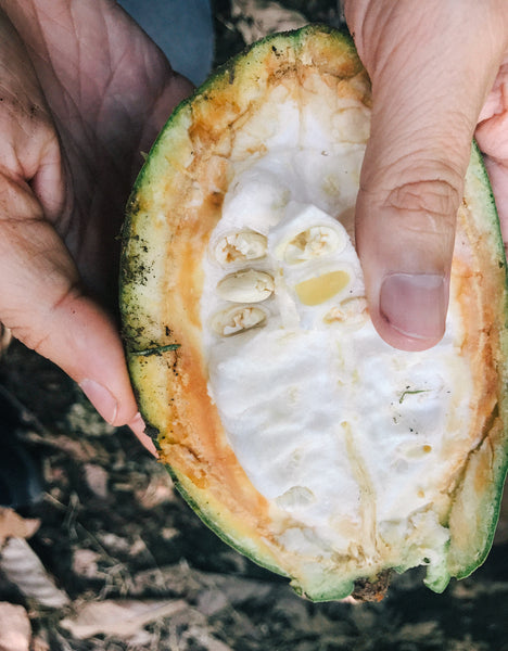 cacao pod