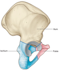 is the pelvis a flat bone