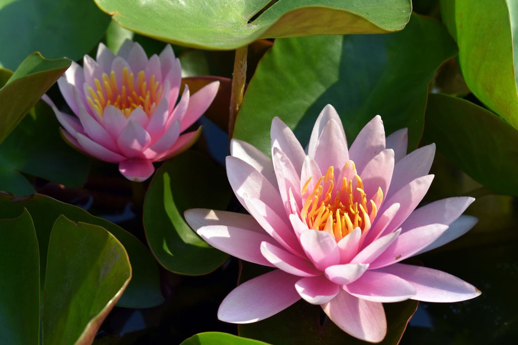 Lotus blooming on lily pad