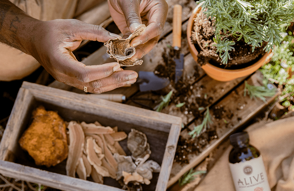 Hands with turkey tail, reishi, and chaga mushrooms and ALIVE