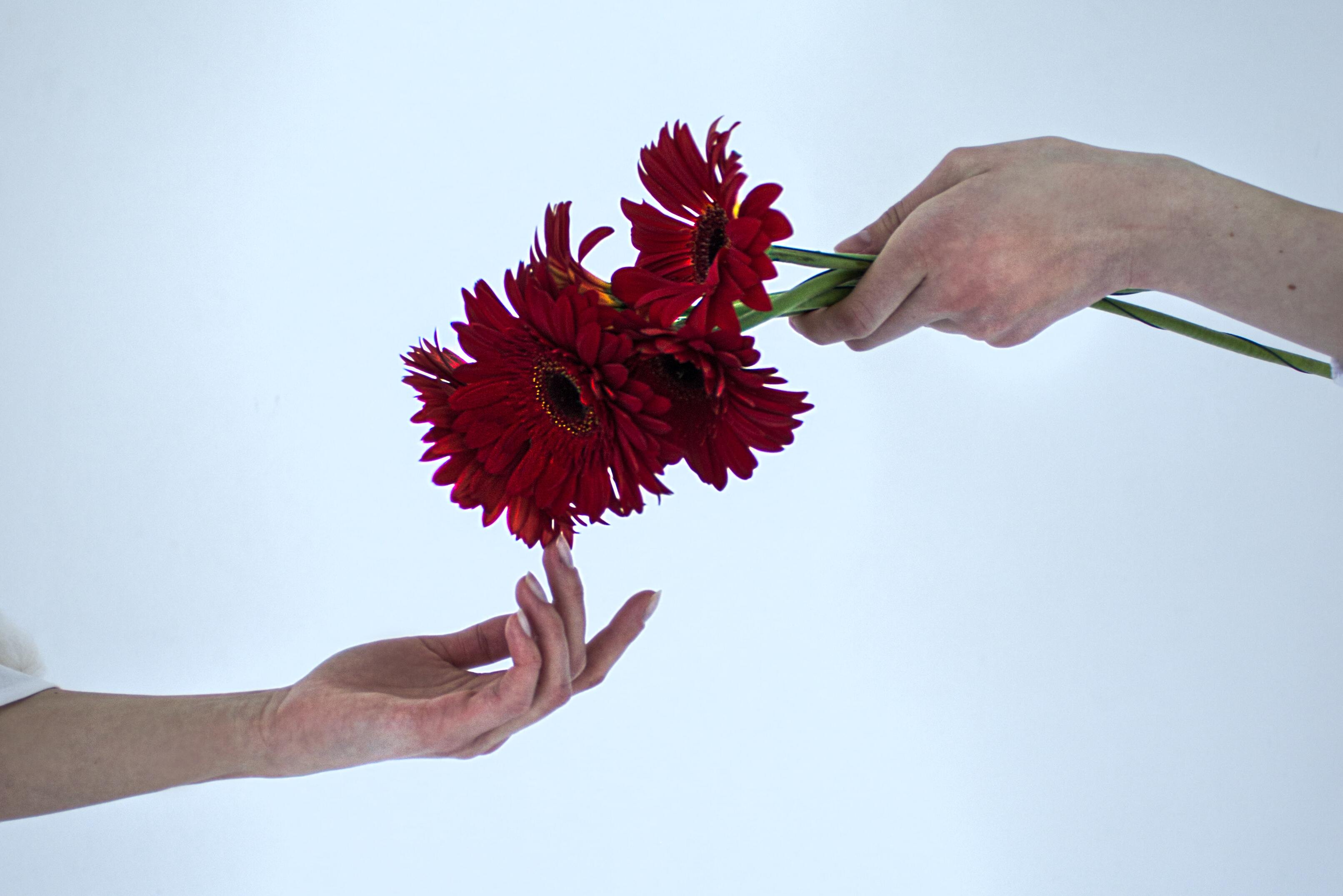 Two hands giving and accepting a gift of flowers.