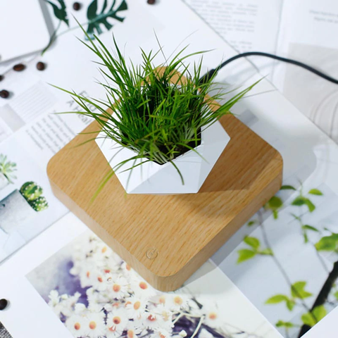 The Flying Fern Magnetic Levitation Planter for Home & Office