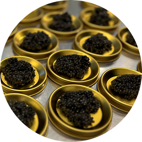 jurk Leesbaarheid Uitgaven Wonders of Luxury: Discover Our Most Exclusive Caviar Collection