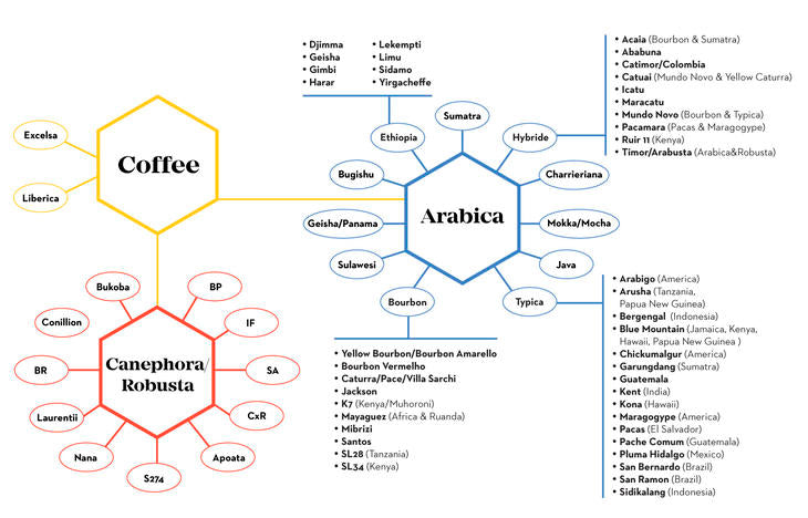 Coffee's Family Tree