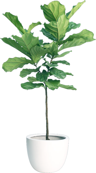 Fiddle Leaf Fig Tree Happy Foliage