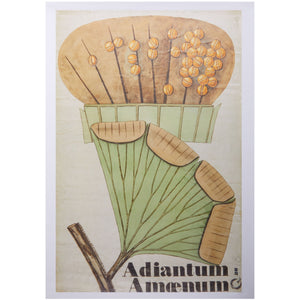 A product image depicting Henslow's Adiantum amoenum - A2 poster