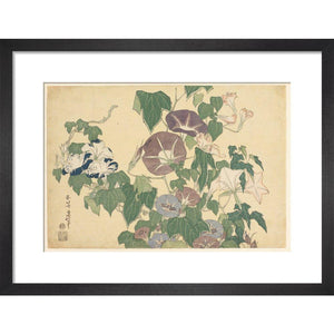 A product image depicting Convolvulus and Tree-Frog - Art print