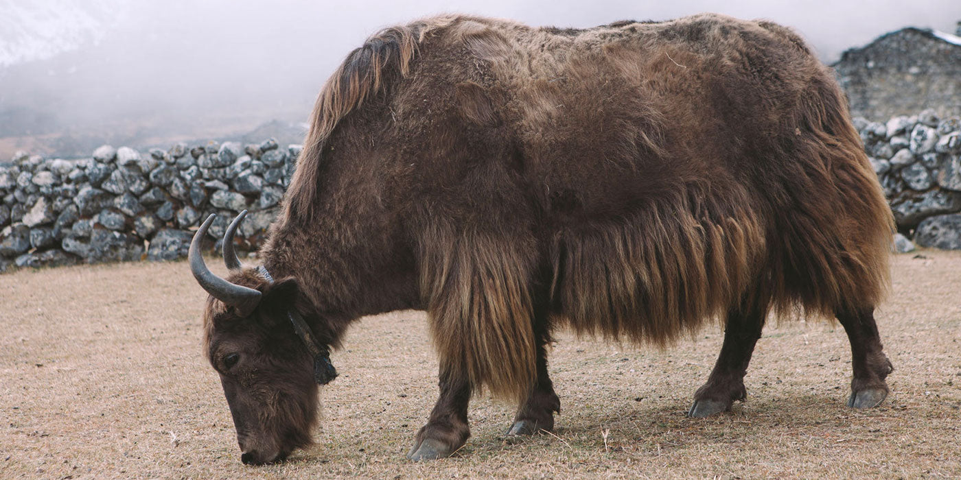 Fabric Focus: What is Yak Fiber? - United By Blue