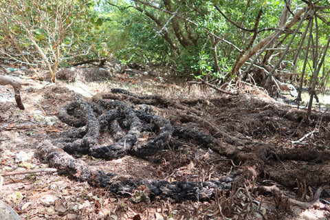 Biscayne National Park - Roots Trash