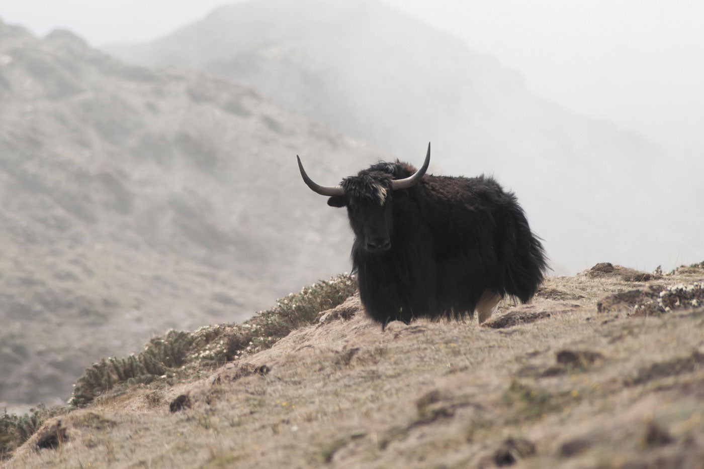 Fabric Focus: What is Yak Fiber? – United By Blue