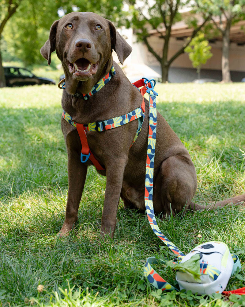 chain prong collar for dogs