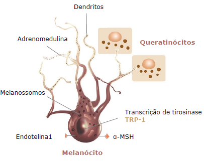 estutura melanócitos