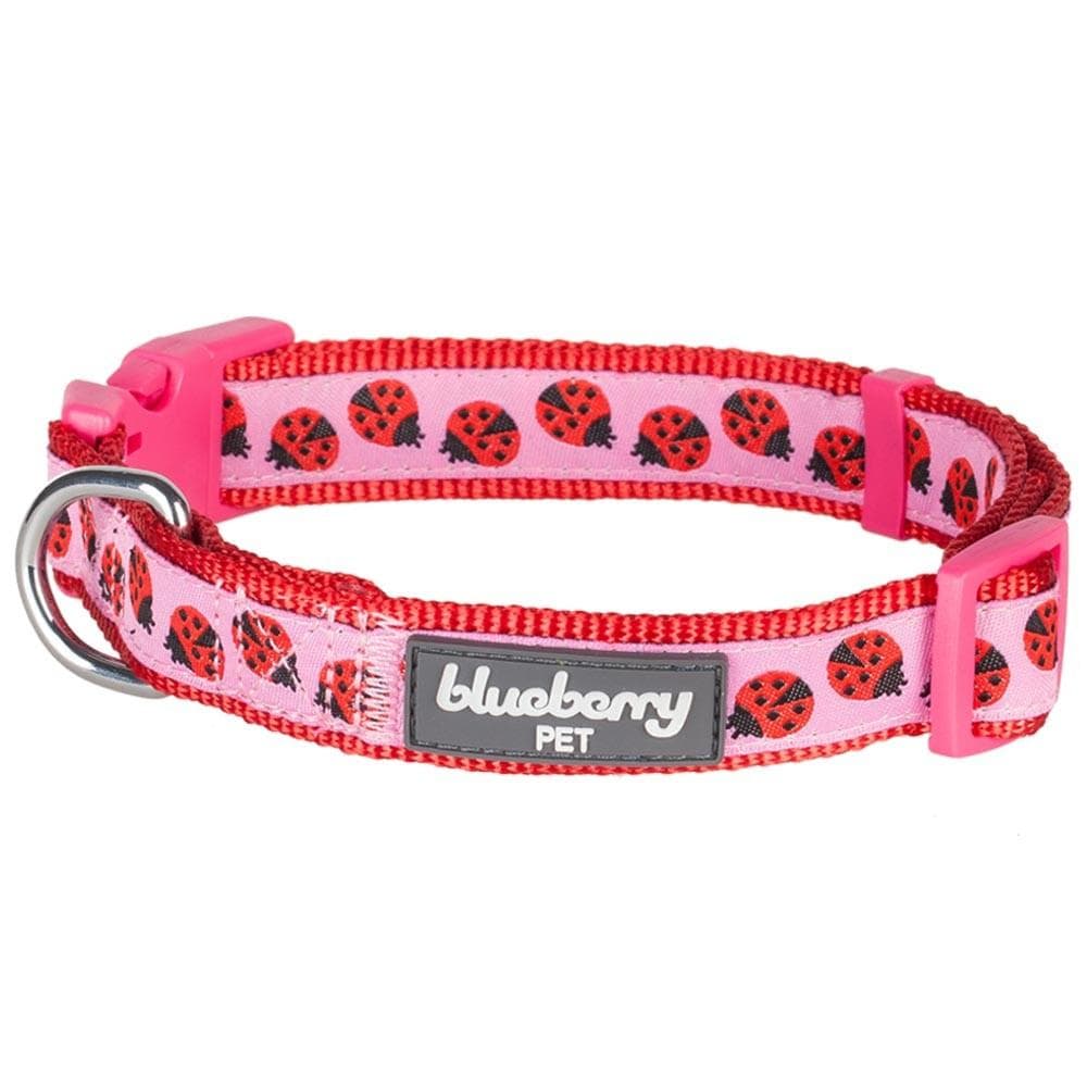 fun dog collars and leashes