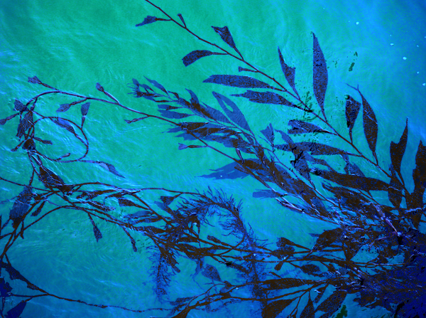 Photo of kelp