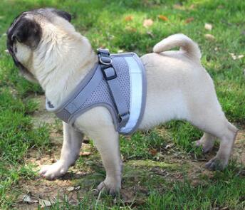 Small grey pug in a gray TinyPaw™ - Small Pet Harness + Leash on a vivid background.